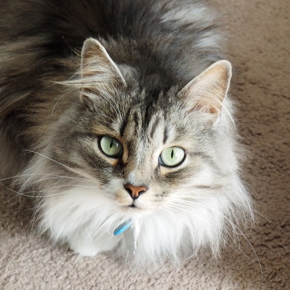 Meet your Posher, Elyse - Picture 4 of 5